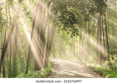 Bright sunrise shines on an empty forest lane, abstract light beams in the morning fog, a curve rural lane through a jungle in the early light. Soft focus. - Shutterstock ID 2142756997