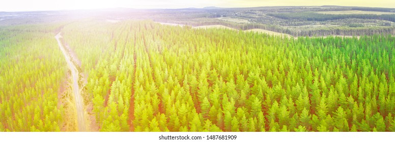 Bright Sunset Over Pine Tree Forest In Melbourne, Australia - Aerial Panorama