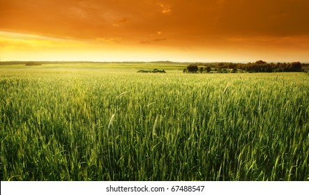 Bright sunset over wheat field. - Powered by Shutterstock