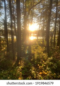 Bright Sunset Shining Through Treeline