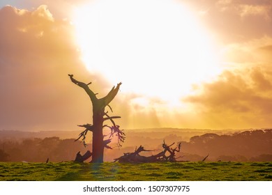 Bright Sunshine After Storm Over Bare And Dry Tree Trunks In A Pasture