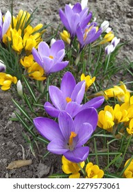 Bright tender blue and yellow crocus flowers, spring bloom in the garden