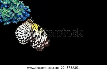Bright tropical butterfly on blue lilac flower isolated on black. Rice paper butterfly. Large tree nymph. White nymph butterfly. Close up.