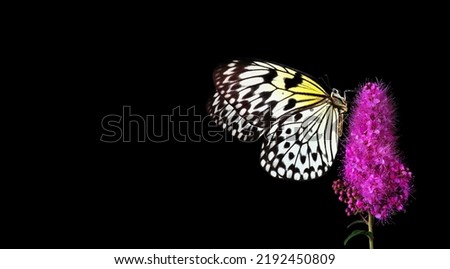 Bright tropical butterfly on colorful pink flower isolated on black. large tree nymph. white nymph butterfly. copy space