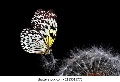 Mariposa tropical brillante sobre