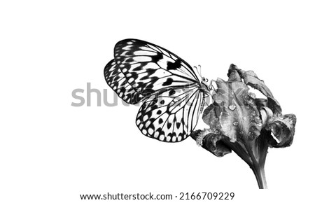 Bright tropical butterfly on iris flower in water drops isolated on white. Black and white. Butterfly on flowers. Rice paper butterfly. Large tree nymph. White nymph butterfly.