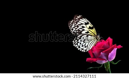 Bright tropical butterfly on pink rose in water drops isolated on black. Rice paper butterfly. Large tree nymph. White nymph butterfly.