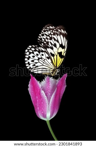 bright tropical rice paper butterfly on a pink tulip flower in water drops isolated on black.