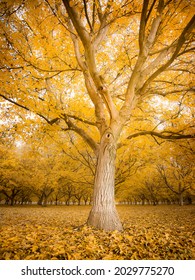 Bright Uplifting Fall Oak Tree Room For Text