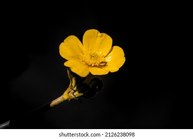 bright vibrant yellow spring meadow buttercup (Rananculus acris) set against a black desaturated background