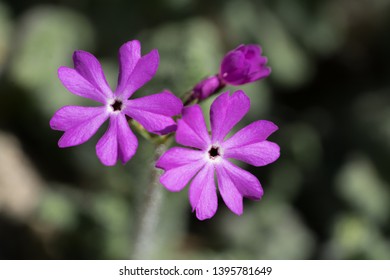Bright violet blossom of Douglas Moss Phlox. Sort: Crackerjack. Family Polemoniaceae. Low mound plant. Bright starry magenta-red flowers. Fragile fragrant bloom. - Shutterstock ID 1395781649