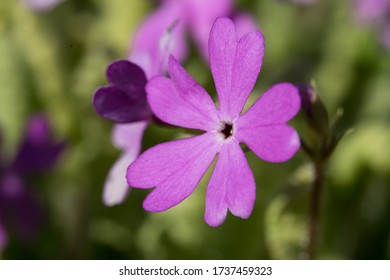 Bright violet blossom of Douglas Moss Phlox. Sort: Crackerjack. Family Polemoniaceae. Low mound plant. Bright starry magenta-red flowers. Fragile fragrant bloom. - Shutterstock ID 1737459323