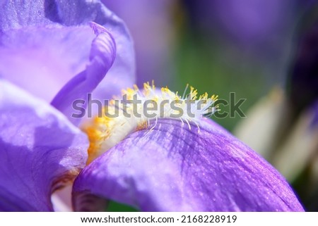 Bright violet blue bearded iris flower (Iris germanica) with yellow stamens on blurred background. Close up view. Sunny summer day. Selective focus.