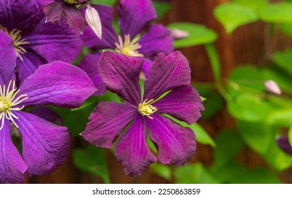 Bright violet buds of large-flowered clematis Jackmanii (Jackman) on wooden wall background.
