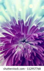 Bright violet  flower close up - Shutterstock ID 112957768