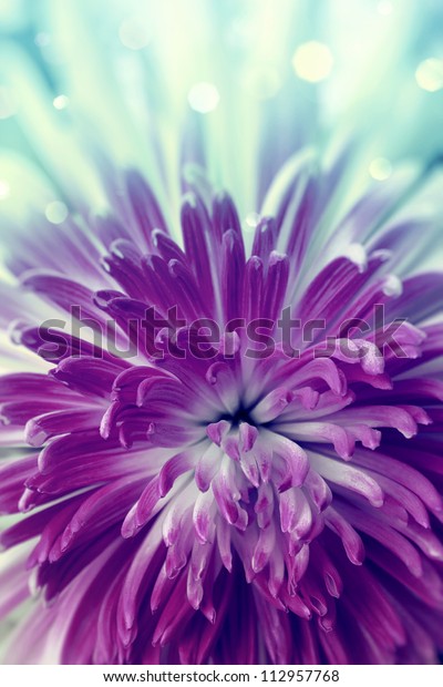 Bright Violet Flower Close Stock Photo (Edit Now) 112957768