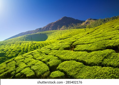 Bright and vivid landscape of green tea plantations in India (Kerala, Munnar).