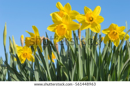 Bright vivid yellow daffodils flowers blooming on sunlit spring meadow against serene blue sky
