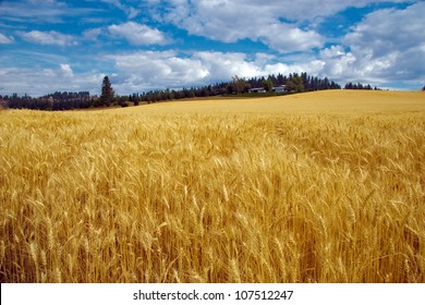 Bright Wheat Field With Sunny Sky Above And Farm On Background