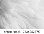 Bright white feather texture. Overhead top view, flat lay. Copy space. Birthday card, Mother