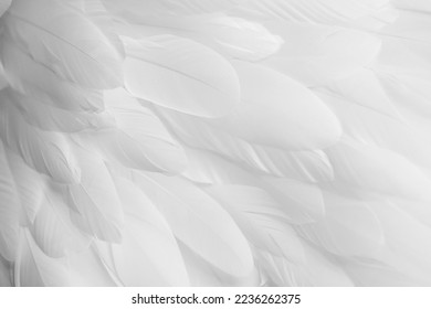 Bright white feather texture. Overhead top view, flat lay. Copy space. Birthday card, Mother's, Valentines, Women's, Wedding Day concept.  Selective focus