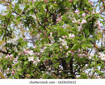bright white flowers on the branches of a garden fruit tree apple tree