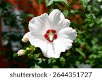 A bright white hibiscus with red center provides beautiful landscaping for building in Fort Worth, TX USA