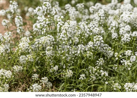 The Bright white lobularia flowers with green burgeons and leaves are in the summer garden