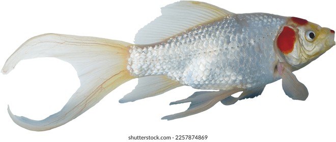 Bright white pet fish with orange spots on a white background - Shutterstock ID 2257874869