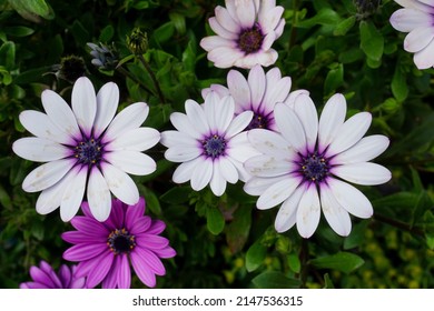 9,318 Purple african daisy Images, Stock Photos & Vectors | Shutterstock