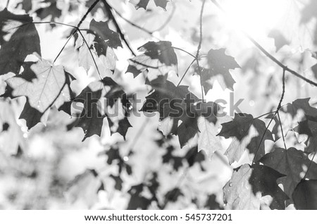 Similar – Image, Stock Photo Trees reflected in mud puddle