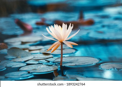 Bright white water lily close up. Soft lotus on blue background. Delicate flower in the pond. Tropical floral natural wallpaper. Aquatic plant. Macrophotography