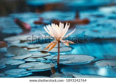 Bright white water lily close up. Soft lotus on blue background. Delicate flower in the pond. Tropical floral natural wallpaper. Aquatic plant. Macrophotography