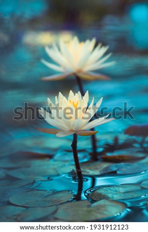 Bright white water lily close up. White lotus on blue background. Delicate flower in the pond. Tropical floral natural wallpaper. Aquatic plant. Macrophotography
