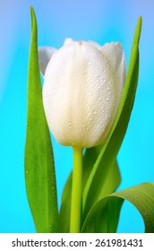 Bright white-yellow tulips with water drops on petal and green stalks on a blue background. Close-up view.