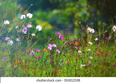 bright wild flowers in the field