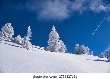Bright Winter Pine Trees On Mountain Slope, Serene Snowy Woodland With Distant Mountain Views, Peaceful Winter Forest With Snowladen Trees And Expansive Mountain Horizons. High quality photo