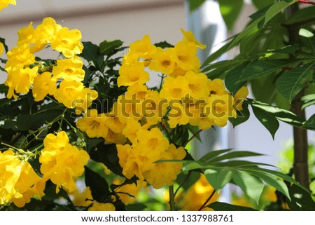 Bright yellow Allamanda