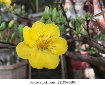 Bright Yellow Apricot Flower On Spring Day