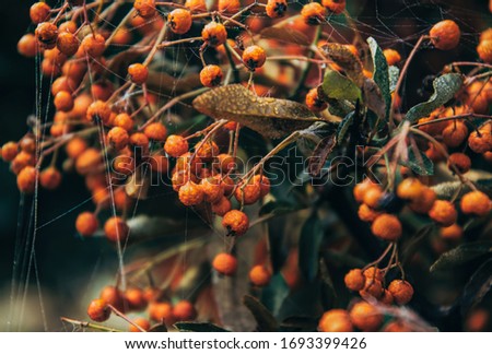 Image, Stock Photo Close-up of red berries and leaves of schinus molle in nature