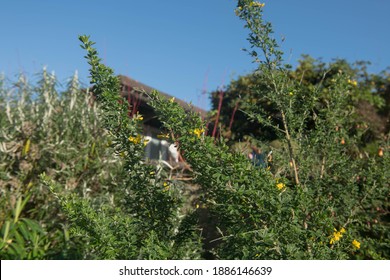 Genista の画像 写真素材 ベクター画像 Shutterstock