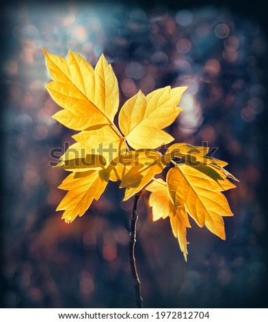 Similar – Image, Stock Photo Close-up of some isolated yellow leaves of rosa rubiginosa with a blurred background of nature