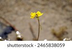 Bright yellow bladderwort flowers observed in Bass River State forest, New Jersey. 