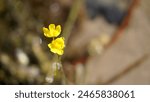 Bright yellow bladderwort flowers observed in Bass River State forest, New Jersey. 