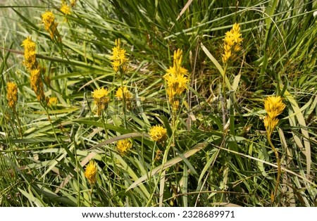 The bright yellow of the Bog Asphodel blooms in summer in areas of acid bog and wet heathlands. They are a member of the lily family with six petals and six stamens.