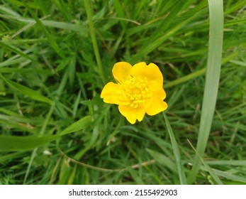 A Bright Yellow Buttercup In Bucks County, Pennsylvania