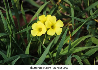 Bright Yellow Buttercup Oxalis (Weed)