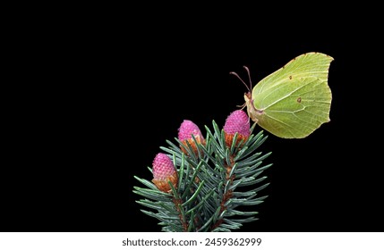 mariposa amarilla brillante en