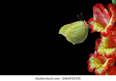 bright yellow butterfly on colorful gladiolus flower in dew drops isolated on black. brimstones butterfly. copy space - Powered by Shutterstock