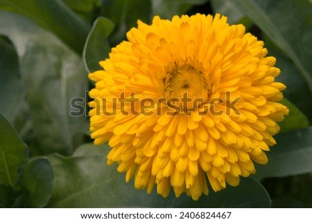 Bright yellow calendula flower. Described as a double ball. In the Asteraceae family and also known as a pot marigold.